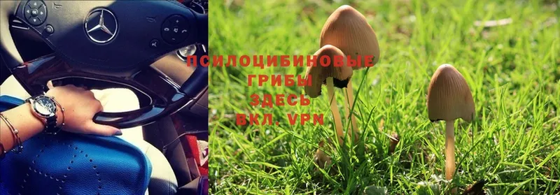 наркота  Константиновск  Галлюциногенные грибы MAGIC MUSHROOMS 